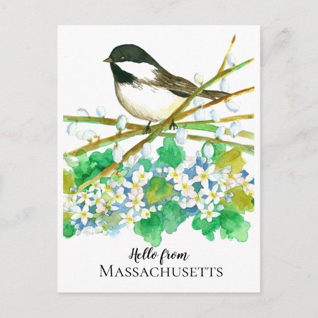 Hello from Massachusetts Chickadee Mayflower Postcard (Front)