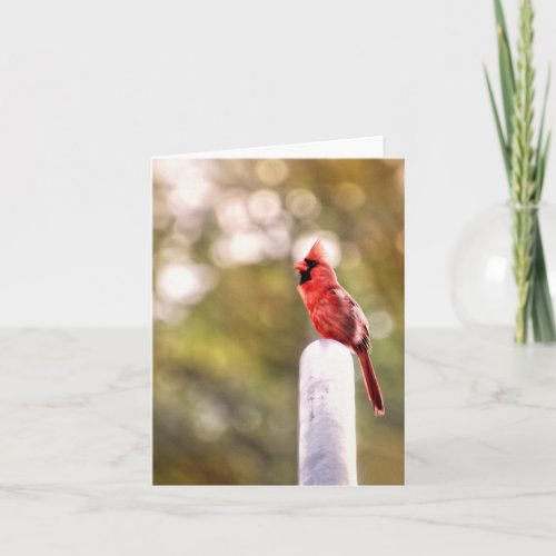 Hello from Mr Cardinal Note Card 