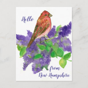 Hello from New Hampshire Purple Finch Postcard