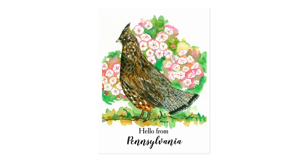 Hello From Pennsylvania Ruffed Grouse Bird Postcard Zazzle Com