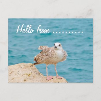 Hello From........seagull Postcard by stdjura at Zazzle