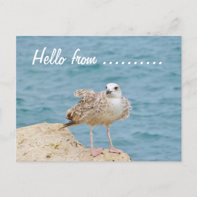 Hello from........Seagull Postcard (Front)