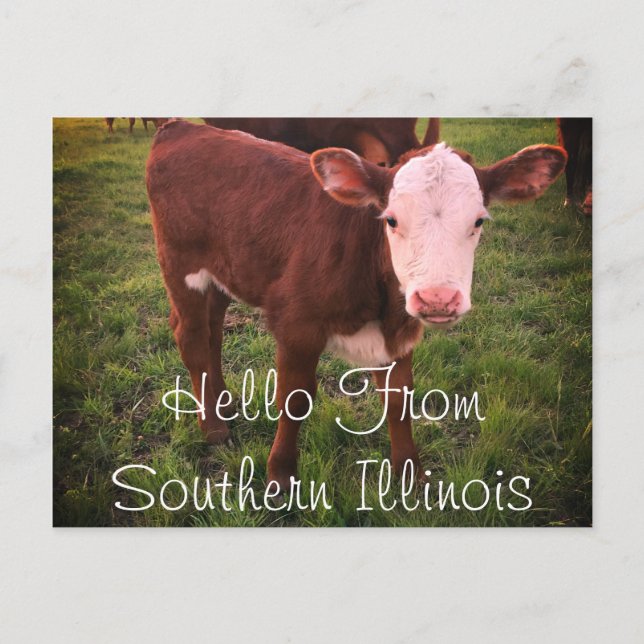Hello From Southern Illinois Calf Postcard (Front)