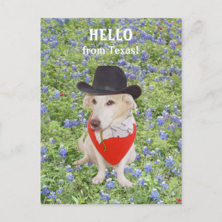 Hello from Texas! Postcard