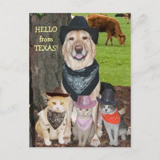 Hello from Texas! Postcard