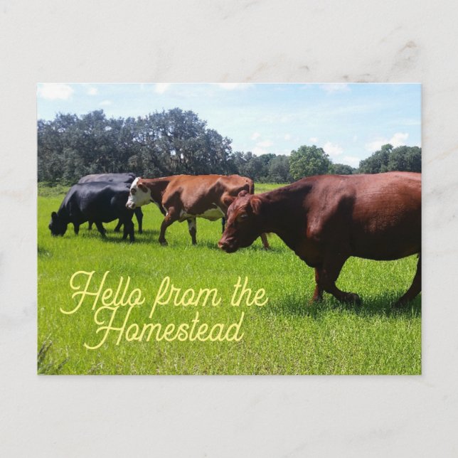 Hello from the Homestead Cattle Cows Postcard (Front)