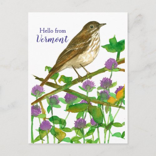 Hello from Vermont Hermit Thrush Purple Clover Postcard