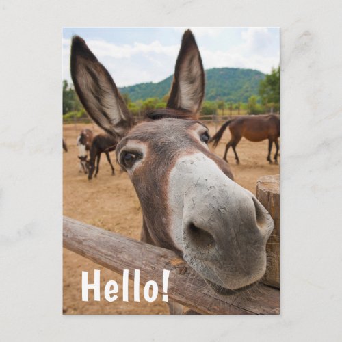 Hello  Funny Donkey Farm Animal Postcard