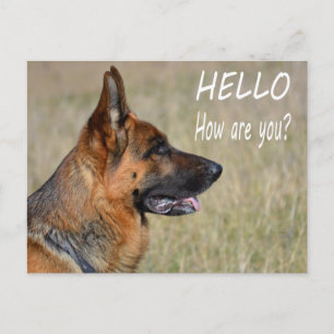 Hello German Shepherd Puppy Dog Post Card