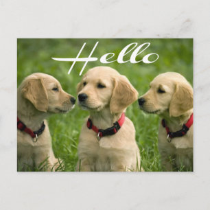 Hello Golden Retriever Puppy Dog Postcard