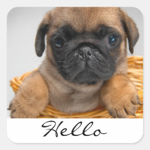 Hello Greeting Pug Puppy Dog Stickers