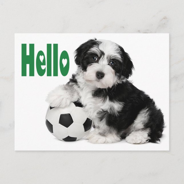 Hello Havanese Puppy Dog Postcard (Front)