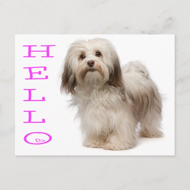 Hello Havanese Puppy Dog Postcard (Front)