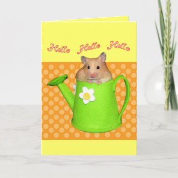 Hello Hello Hamster Card by JellyRollDesigns at Zazzle