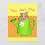 Hello Hello Hamster Postcard at Zazzle
