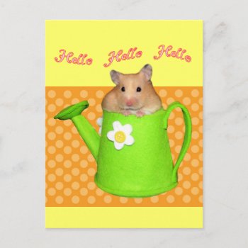 Hello Hello Hamster Postcard by JellyRollDesigns at Zazzle