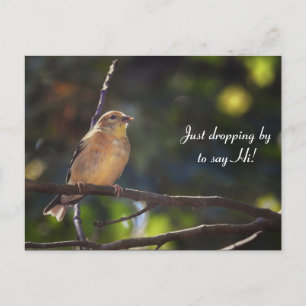 Hello, Hi, Bird-American Goldfinch Postcard