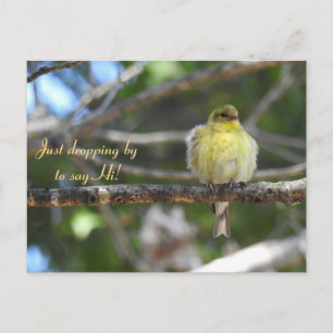 Hello, Hi, Bird-American Goldfinch Postcard