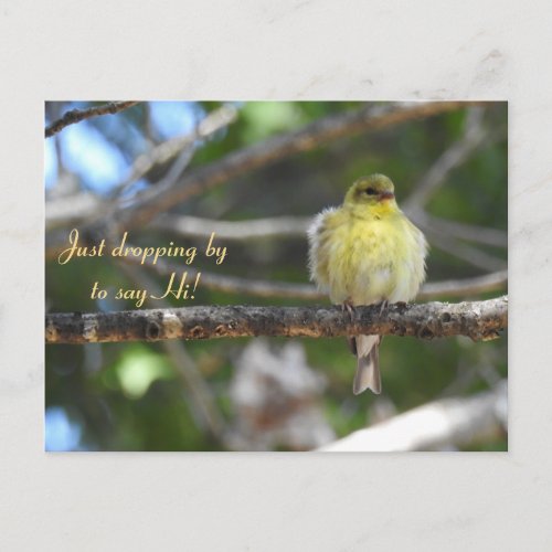 Hello Hi Bird_American Goldfinch Postcard