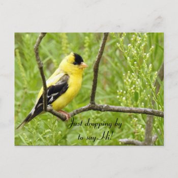 Hello  Hi  Bird-american Goldfinch Postcard by minx267 at Zazzle