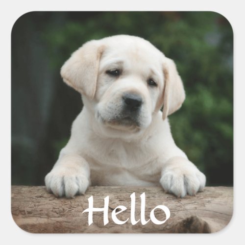 Hello  Hi  Labrador Retriever Puppy Dog Stickers
