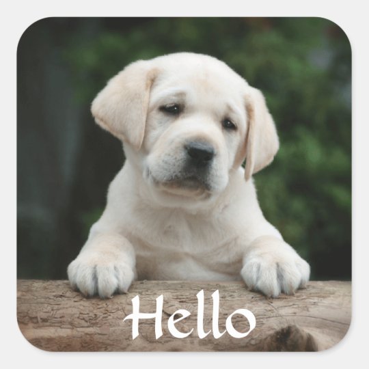 hello_hi_labrador_retriever_puppy_dog_stickers-r87f998e2bfa24ed3b928438d2204d6b4_v9wf3_8byvr_540.jpg