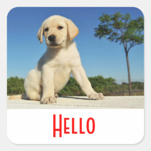 Hello / Hi  Labrador Retriever Puppy Dog Stickers
