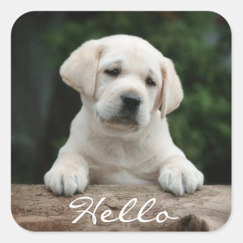 Hello  Hi  Labrador Retriever Puppy Dog Stickers