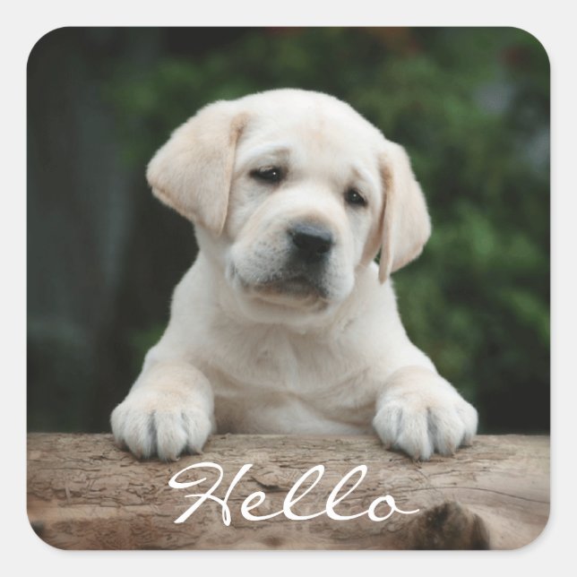 Hello / Hi  Labrador Retriever Puppy Dog Stickers (Front)