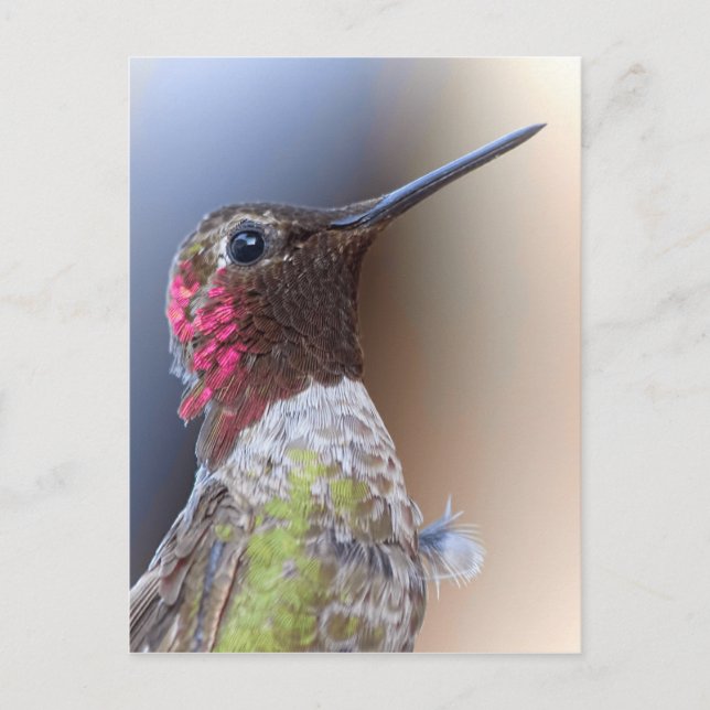 Hello Hummingbird Postcard (Front)