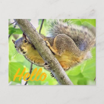 Hello Just Checking In Postcard by Siberianmom at Zazzle