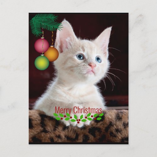 Hello Kitty precious kitty Christmas photograph Postcard