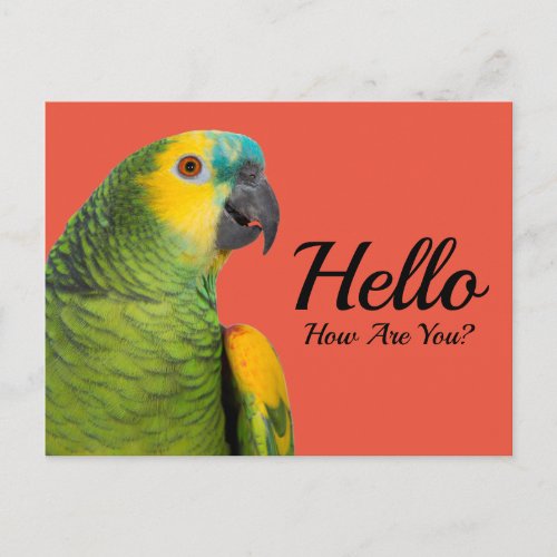 Hello Kiwi Amazon Parrot Red Postcard