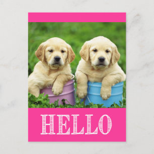 Hello Labrador Retreiver Puppy Dog Postcard