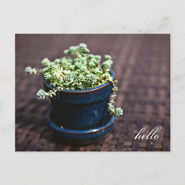 Hello Mini Succulents Postcard (Front)