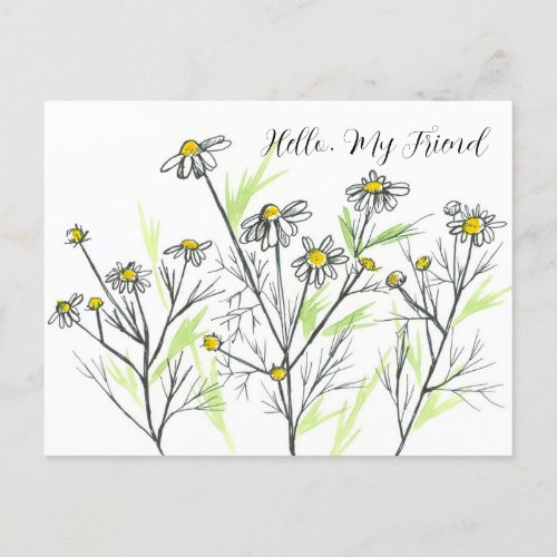 Hello My Friend Chamomile Herb Flowers Postcard