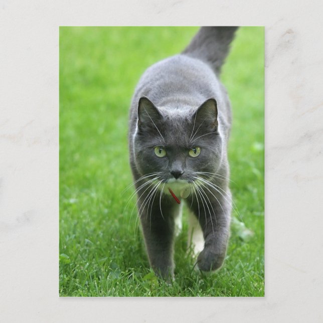 Hello, my name is Miki Postcard (Front)