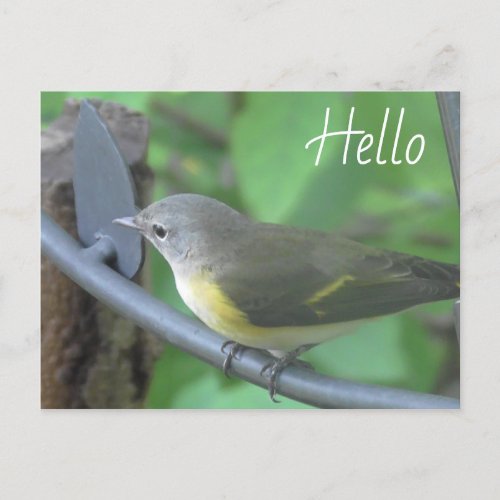 Hello Photograph of cute Warbler Bird Postcard