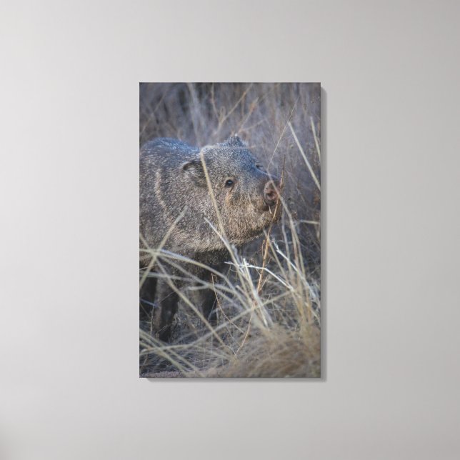 hello piggy  canvas print (Front)