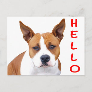 Hello Pit Bull Puppy Dog Blank Postcard