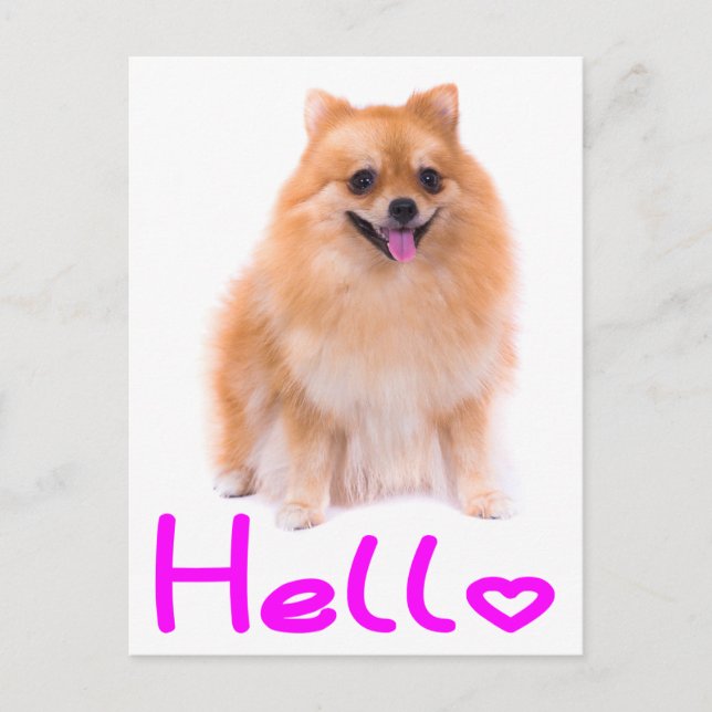 Hello Pomeranian Puppy Dog Blank Post Card (Front)
