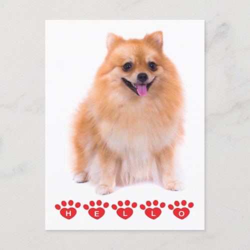 Hello Pomeranian Puppy Dog Blank Post Card