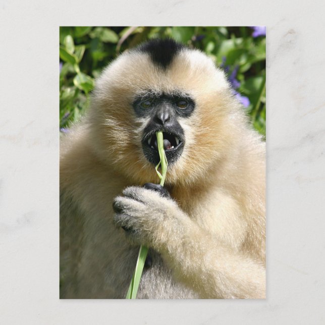 Hello Postcard (Front)