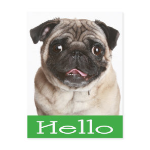 Hello Pug Puppy Dog Greeting Postcard