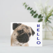 Hello Pug Puppy Dog Greeting Postcard | Zazzle