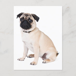 Hello Pug Puppy Dog Greeting Postcard
