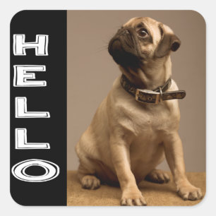 Hello Pug Puppy Dog  Sticker / Label