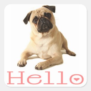 Hello Pug Puppy Dog Sticker / Label
