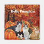 Hello Pumpkin Fall Season Cats in Pumpkin Patch