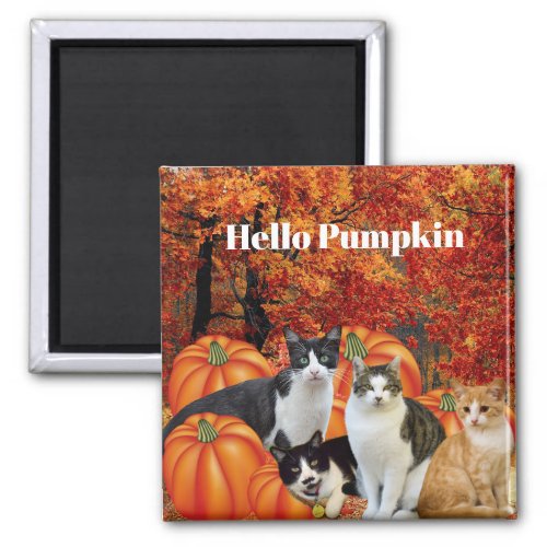 Hello Pumpkin Fall Season Cats in Pumpkin Patch Magnet